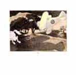 A la poursuite du cheval blanc